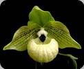 Paph. malipoense